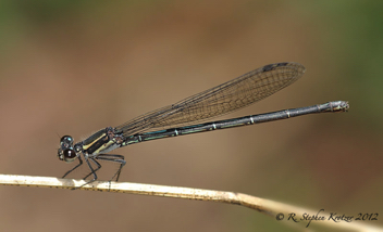 Argia translata, female